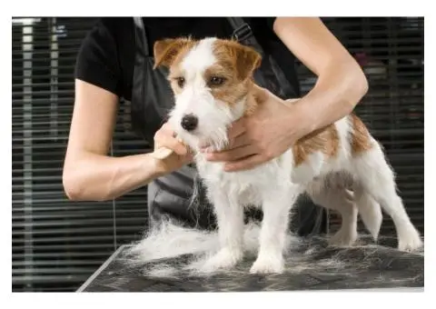 The Most Reliable Pet Groomers in Gold Coast