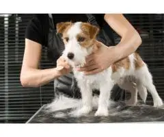 The Most Reliable Pet Groomers in Gold Coast