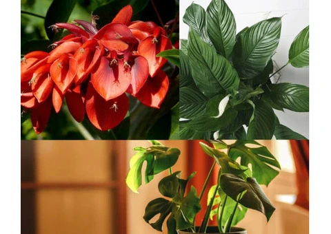 Grevillea Plants for Sale