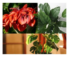 Grevillea Plants for Sale