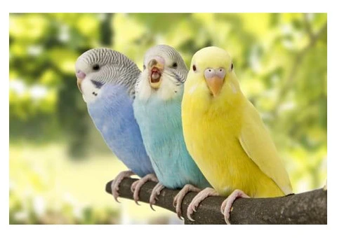 Reclaim Your Space With Birds Nest Removal Service