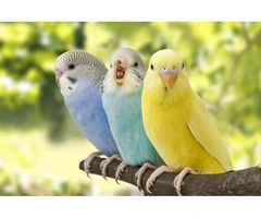 Reclaim Your Space With Birds Nest Removal Service