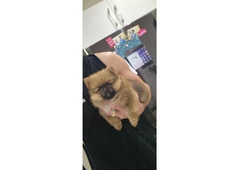 Pomeranian - Braydon sippel