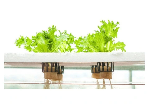Premium Hydroponic Grow Tents for Successful Indoor Gardening