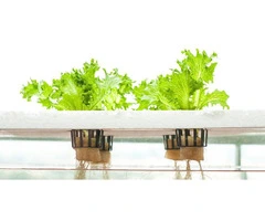 Premium Hydroponic Grow Tents for Successful Indoor Gardening