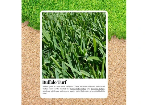 Upgrade Your Lawn Instantly with Buffalo Turf Rolls