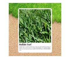 Upgrade Your Lawn Instantly with Buffalo Turf Rolls