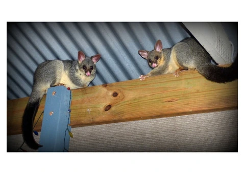 Get Possum Removal Adelaide Services