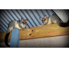 Get Possum Removal Adelaide Services
