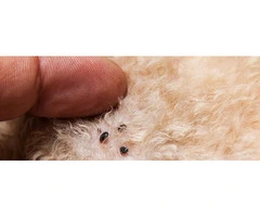 Protect Your Home With Flea Pest Control in Melbourne 