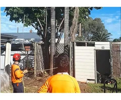 Palm Tree Removal Adelaide