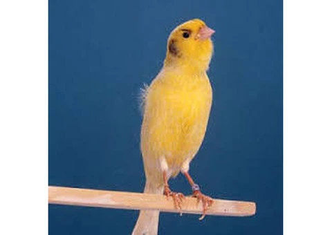 birds blue quakers and german roller