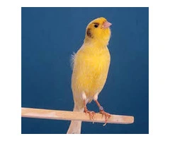 birds blue quakers and german roller