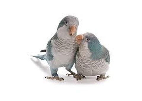 birds blue quakers and german roller - 2/2