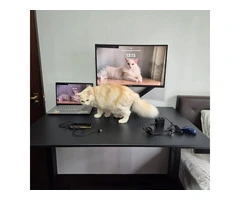 Affordable Desks in Australia