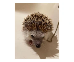 Sugar gliders and hedgehogs available for sale