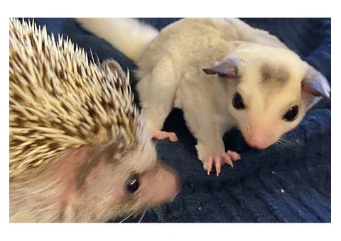 Sugar gliders and hedgehogs available for sale - 2/5
