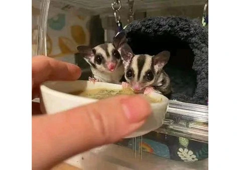 Sugar gliders and hedgehogs available for sale - 4/5