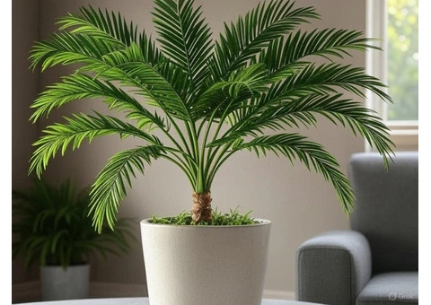 Golden Cane Palm: A Popular Choice for Indoor/ Outdoor Greenery