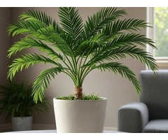 Golden Cane Palm: A Popular Choice for Indoor/ Outdoor Greenery