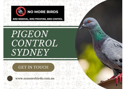 Pigeon Control Sydney