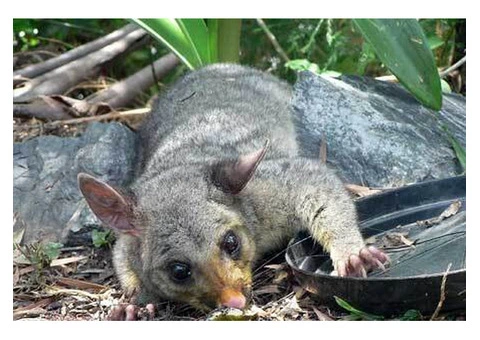 Dead Possum Removal in Melbourne: Why You Shouldn’t Wait