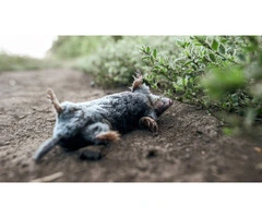 Professional Dead Animal Removal Services in South Yarra: True Pest Control