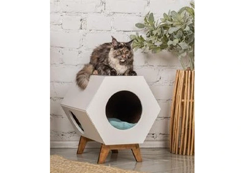 Best Cattery in Melbourne - Your Cat’s Private Kingdom