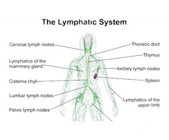 Manual Lymphatic drainage massage in Sydney