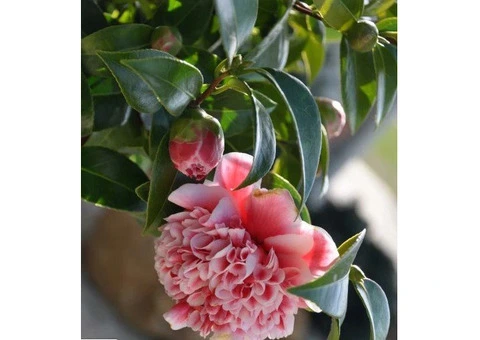 Gardenia Plants for Sale - 1/3