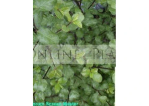Gardenia Plants for Sale - 2/3