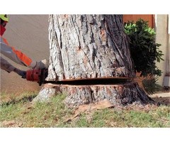 Say Goodbye to Stubborn Stumps: Top-Rated Stump Grinding Near Me