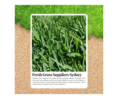 Cheap Lawn Supplies in Sydney That Actually Work