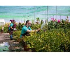 Keep Your Lawn Perfect with NG Lawn Mowing Sydney