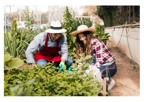 Keep Your Lawn Perfect with NG Lawn Mowing Sydney - 2/2