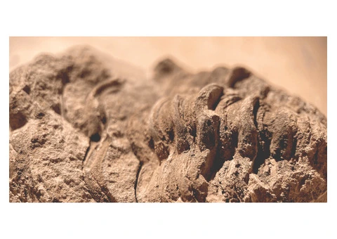 Termite Treatment Townsville