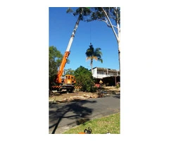 Tree Service Sydney | Alex Tree and Garden Services