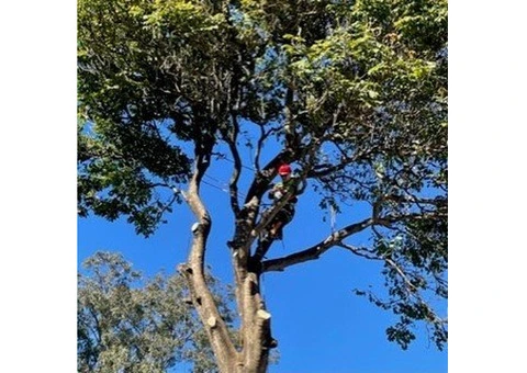Tree Loppers Ipswich