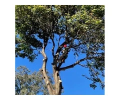 Tree Loppers Ipswich