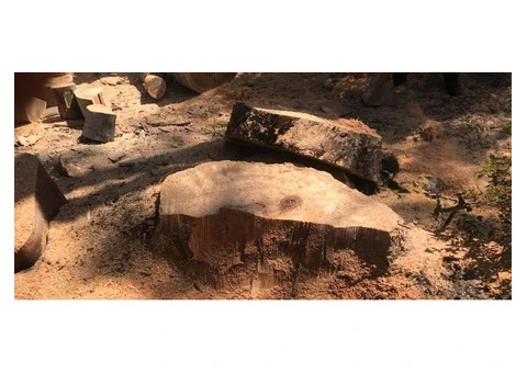 Stump Grinding Careel Bay | Northern Beaches Garden & Trees - 2/2