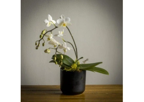 Mini-Phalaenopsis Orchid Care: Keep Your Blooms Thriving!