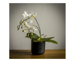 Mini-Phalaenopsis Orchid Care: Keep Your Blooms Thriving!