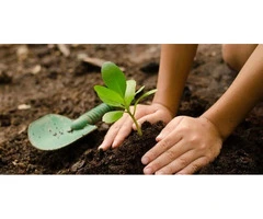 Expert Plant Sourcing and Selection for Your Garden