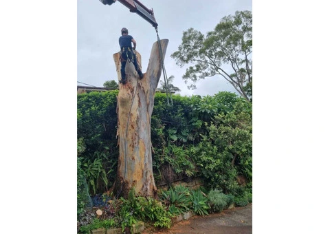 Tree Removal North Shore | Sam's Tree Services North Shore - 1/3