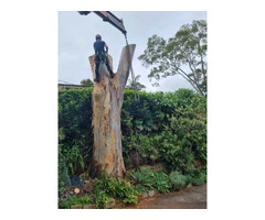 Tree Removal North Shore | Sam's Tree Services North Shore
