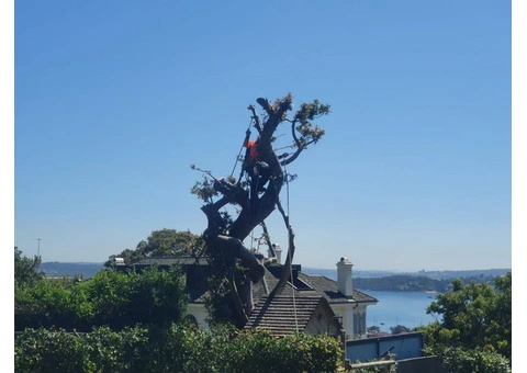 Tree Removal North Shore | Sam's Tree Services North Shore - 2/3