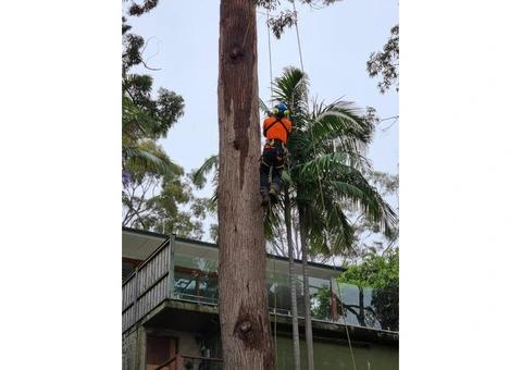 Tree Removal North Shore | Sam's Tree Services North Shore - 3/3