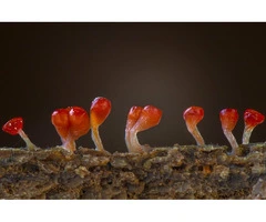 Sydney Pest Control, Always at Your Service to Remove Pest