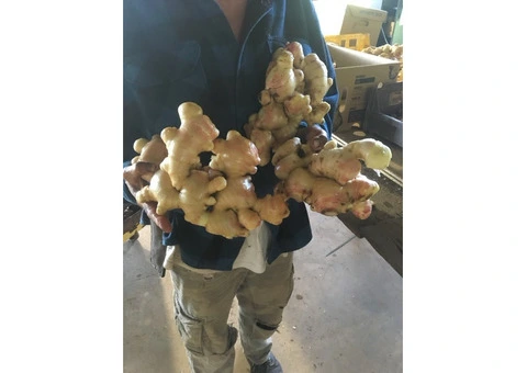 GINGER Washing/processing unit - 8/8