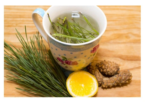 Pine Needle Tea – Immunity Boost in Every Sip!